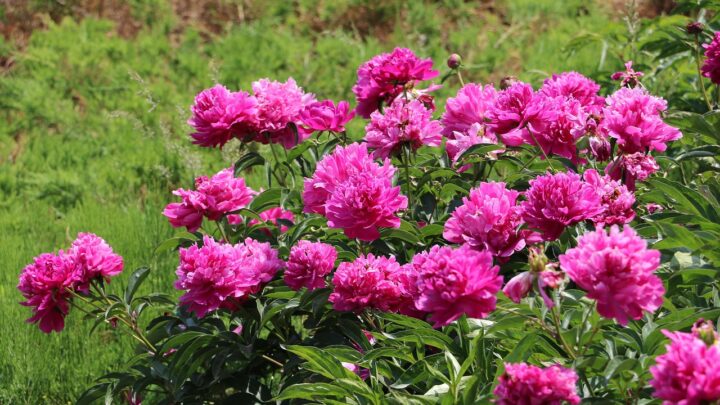 Eine moderne und schöne Gestaltung des Gartens